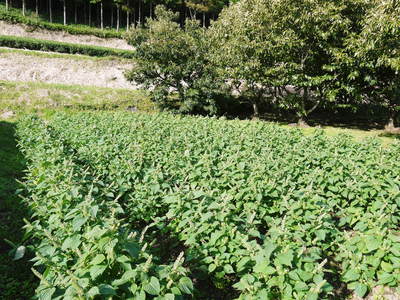 無農薬・無化学肥料で育てた「菊池水源産エゴマ」 エゴマ油、焙煎エゴマ粒(白)数量限定で販売中!_a0254656_1854551.jpg