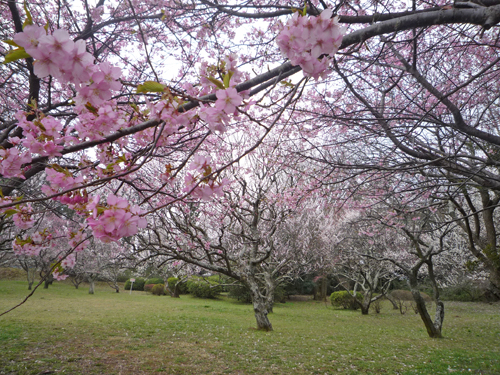 河津桜_b0045357_8265612.jpg