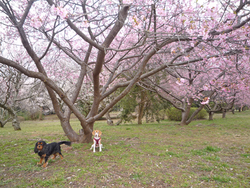 河津桜_b0045357_8275155.jpg