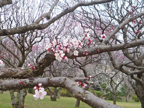 河津桜_b0045357_830214.jpg