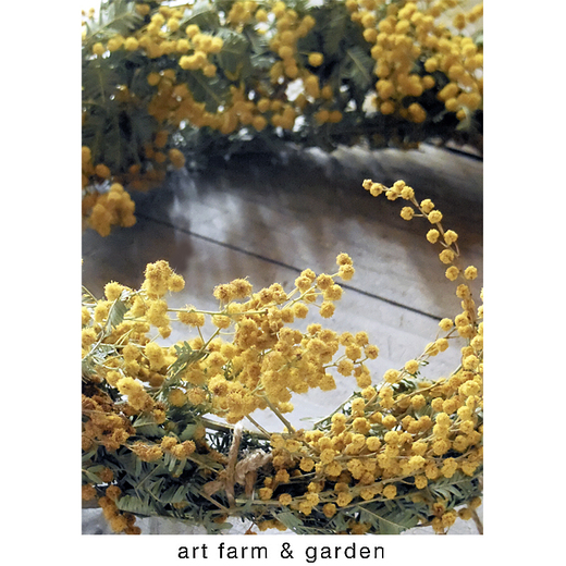 ミモザ/art farm & garden_b0290469_6295360.jpg