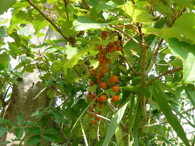 d0019074_8225046.jpg