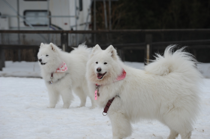 第9回 雪中オフ 1_a0049296_18181240.jpg