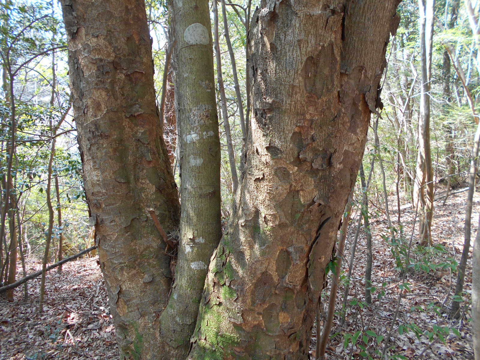 f0308898_1149486.jpg