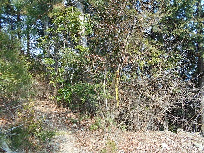 f0308898_1153164.jpg