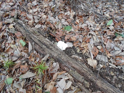 f0308898_11582482.jpg