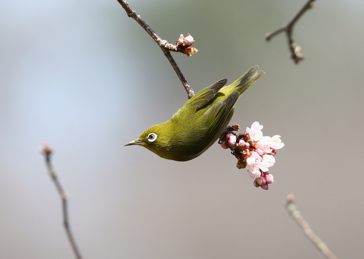 桜に，蜜を求めて、、_f0305401_17351518.jpg