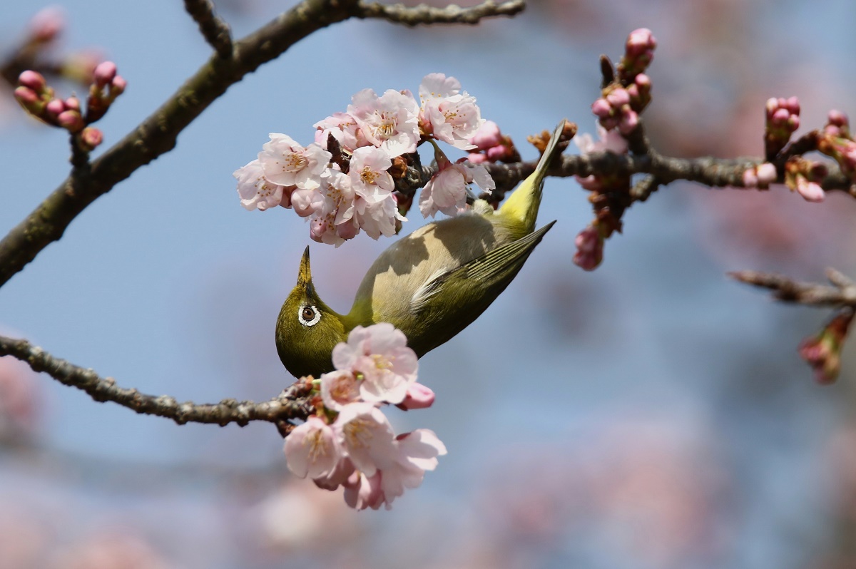 桜に，蜜を求めて、、_f0305401_17353381.jpg
