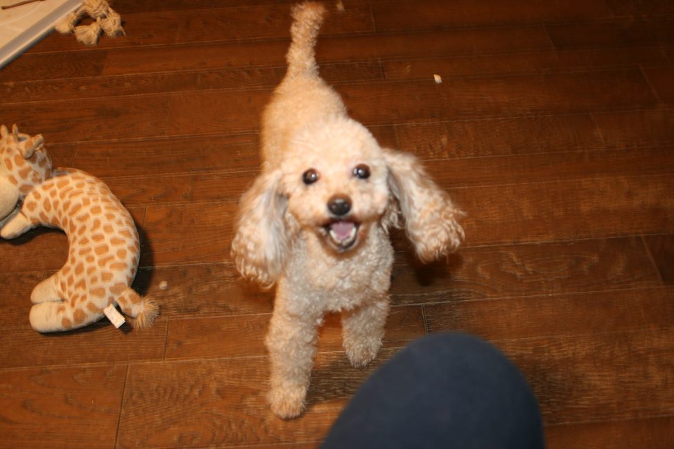 放棄された小型犬たち(3/5)_f0242002_1453371.jpg