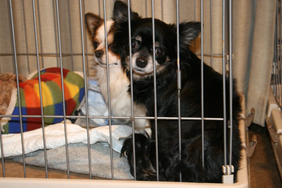 放棄された小型犬たち(3/5)_f0242002_146274.jpg