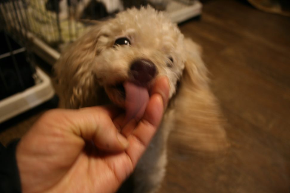 放棄された小型犬たち(3/5)_f0242002_1463545.jpg