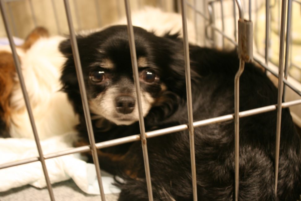 放棄された小型犬たち(3/5)_f0242002_1464428.jpg