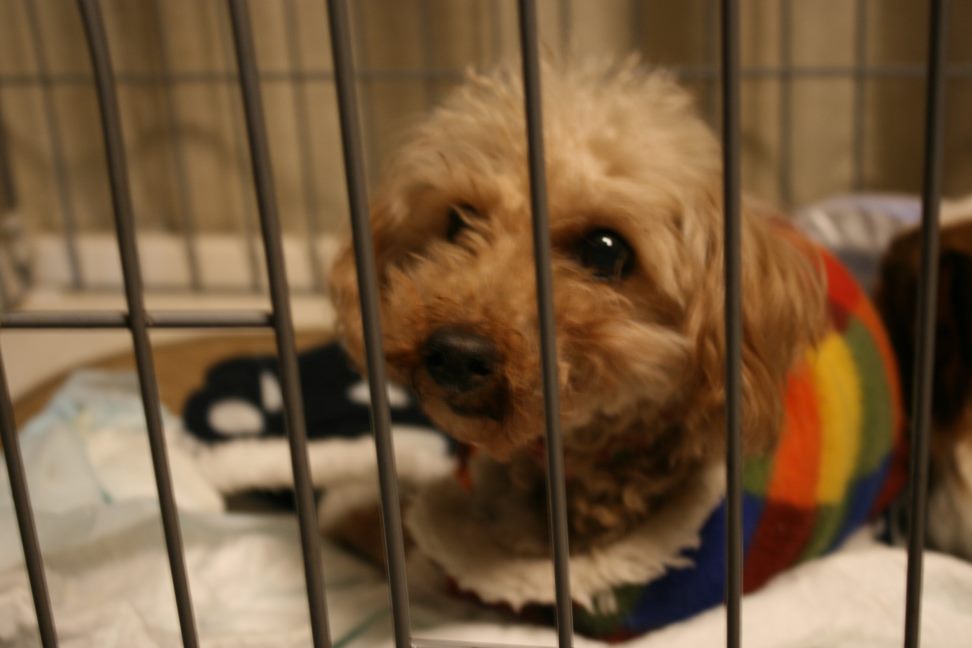 放棄された小型犬たち(3/5)_f0242002_1475520.jpg