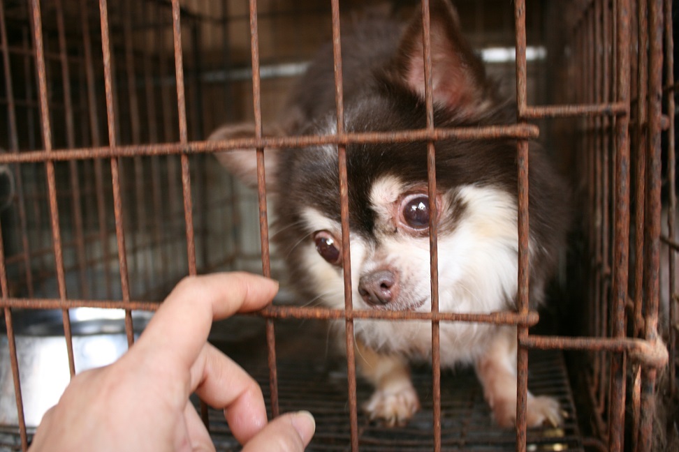 放棄された小型犬たち(3/5)_f0242002_22281999.jpg