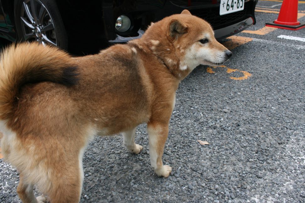 放棄された小型犬たち(3/5)_f0242002_22292739.jpg