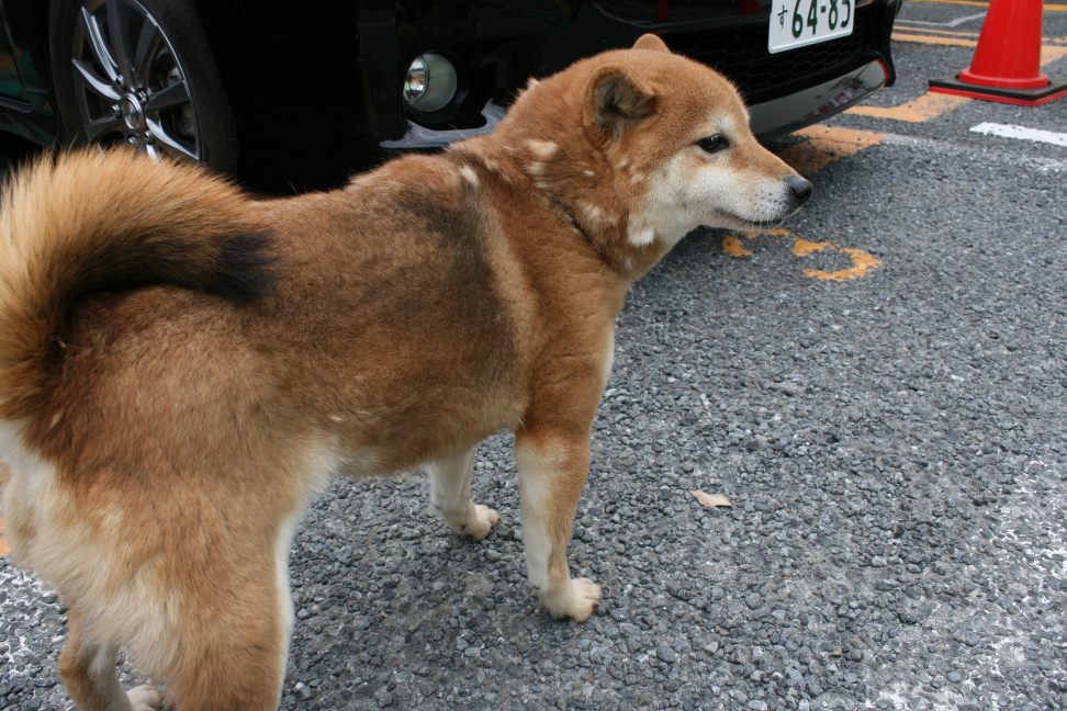 放棄された小型犬たち（3/5）_f0242002_22292739.jpg