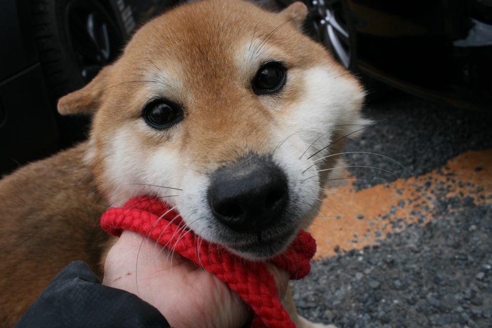 放棄された小型犬たち(3/5)_f0242002_22293764.jpg