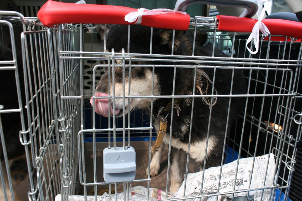 放棄された小型犬たち(3/5)_f0242002_22294745.jpg