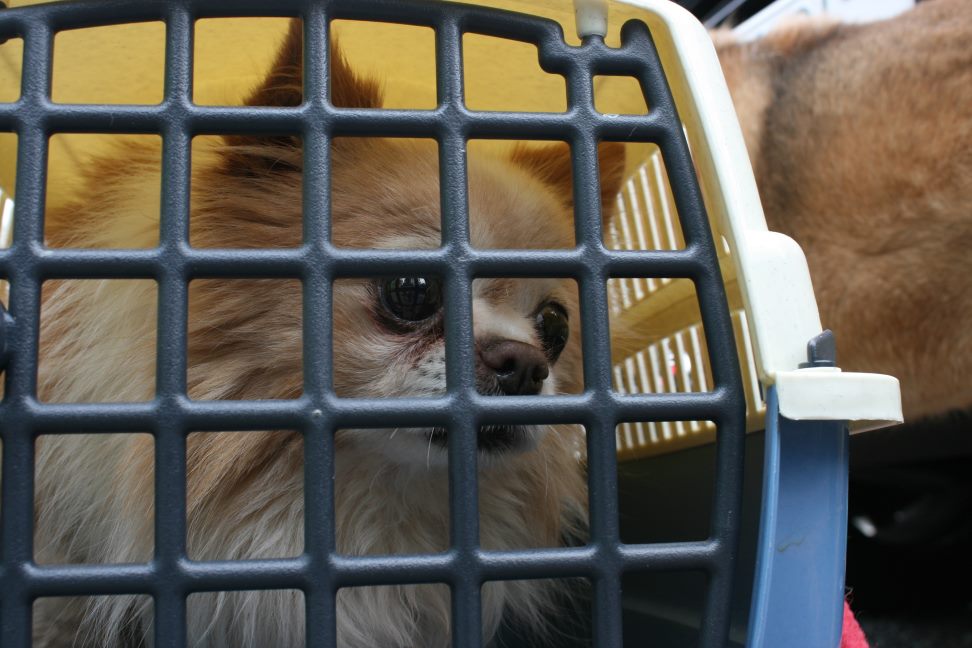 放棄された小型犬たち(3/5)_f0242002_22295615.jpg