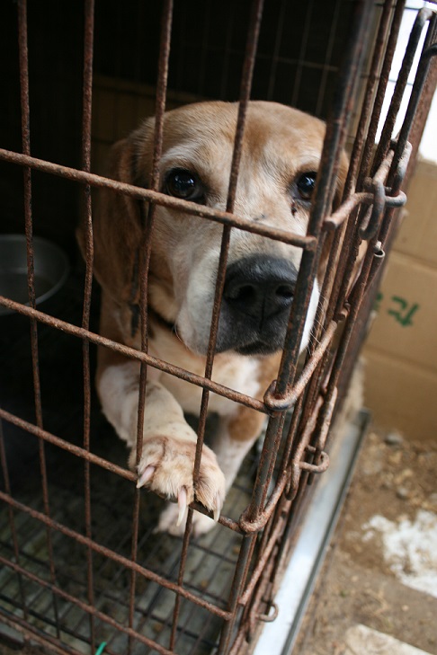 放棄された小型犬たち(3/5)_f0242002_22305798.jpg
