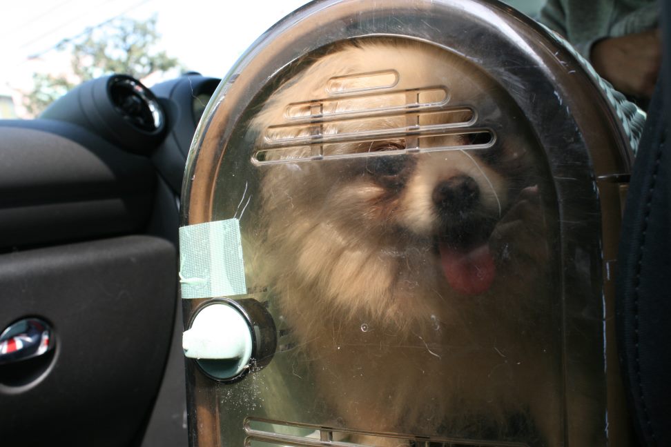 放棄された小型犬たち(3/5)_f0242002_2230832.jpg