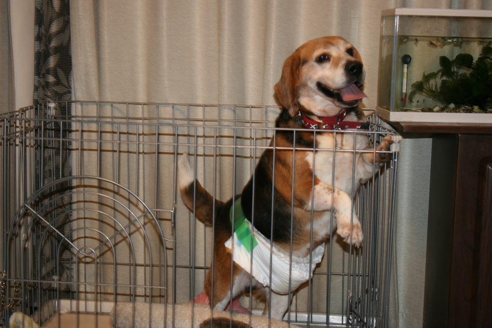 放棄された小型犬たち(3/5)_f0242002_22331312.jpg