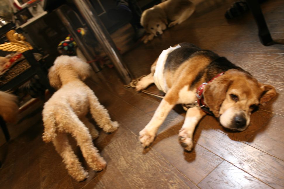 放棄された小型犬たち(3/5)_f0242002_22334916.jpg