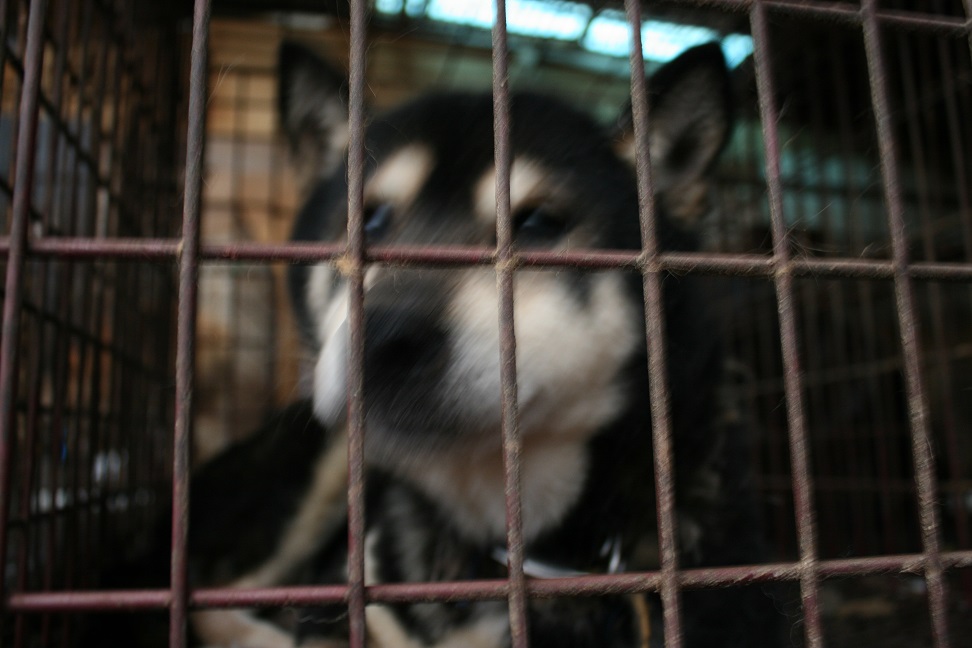 放棄された小型犬たち(3/5)_f0242002_2235322.jpg