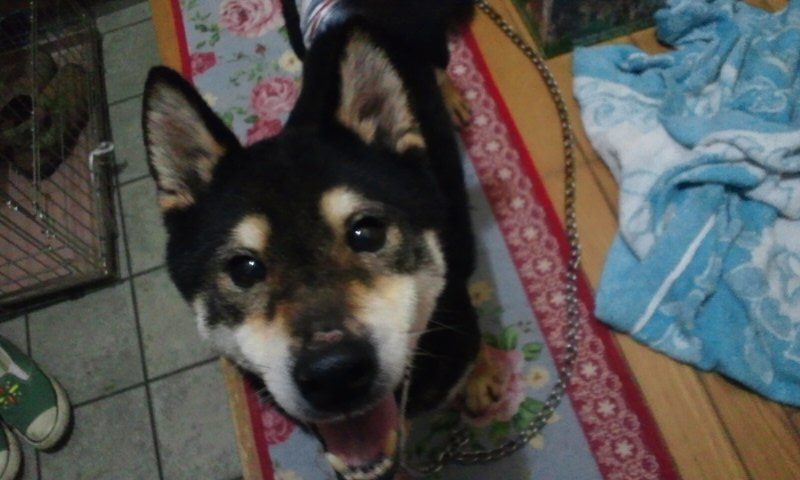 放棄された小型犬たち(3/5)_f0242002_22365731.jpg