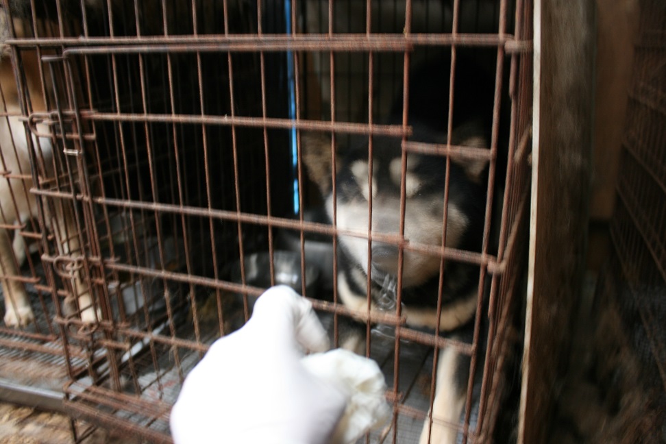 放棄された小型犬たち(3/5)_f0242002_2245751.jpg