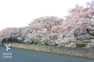 高橋紀子先生のパンカフェ・マハロ開催します♪_f0321908_22511609.jpg