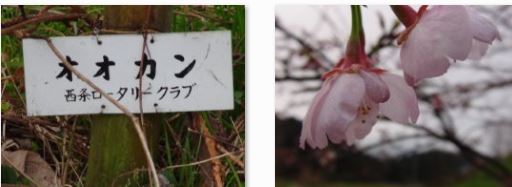西条市の百桜園の数種の早咲き桜…2016/3/8_f0231709_922632.jpg