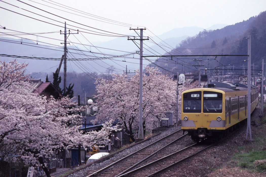 雨桜 - 秩父鉄道 - _b0190710_2372253.jpg