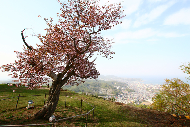 桜が恋しい季節_d0339411_23160731.jpg