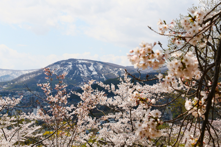 桜が恋しい季節_d0339411_23161293.jpg