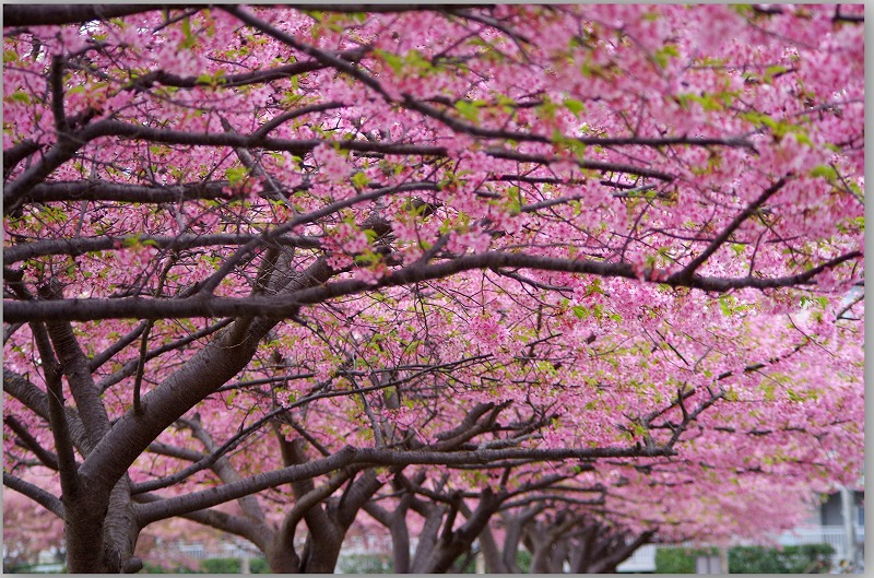 桜雨　_d0147812_1817522.jpg