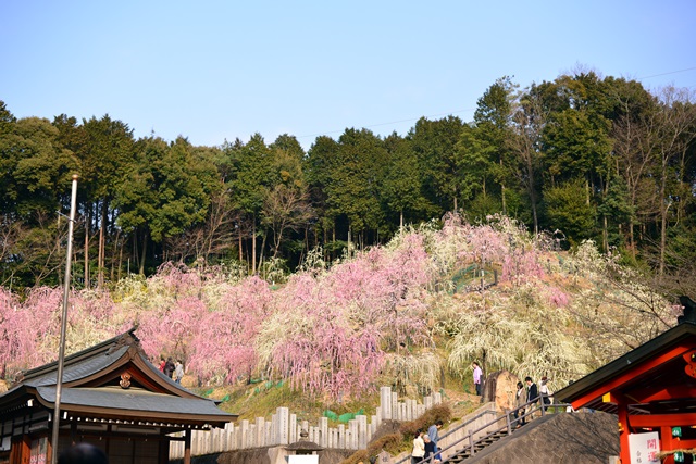 2016.3.5　大縣神社の梅園_f0046614_14492069.jpg