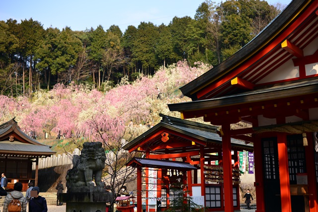 2016.3.5　大縣神社の梅園_f0046614_1449730.jpg