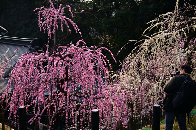 2016.3.5　大縣神社の梅園_f0046614_14531315.jpg