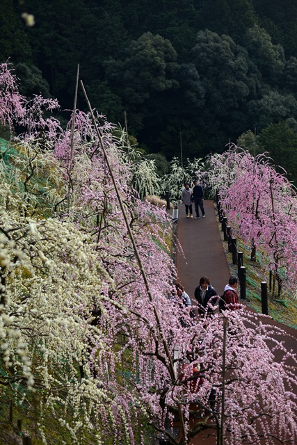 2016.3.5　大縣神社の梅園_f0046614_14572471.jpg