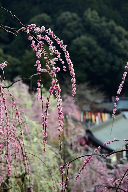 2016.3.5　大縣神社の梅園_f0046614_14585766.jpg