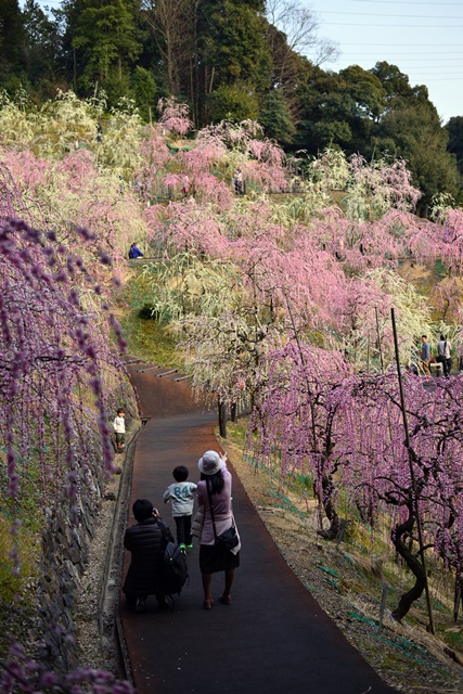 2016.3.5　大縣神社の梅園_f0046614_14591318.jpg