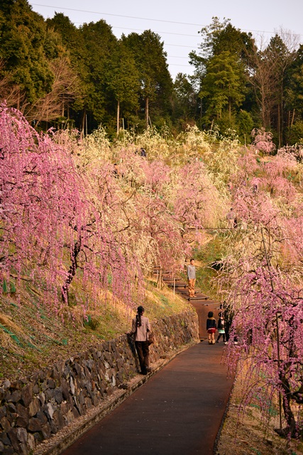 2016.3.5　大縣神社の梅園_f0046614_14593045.jpg