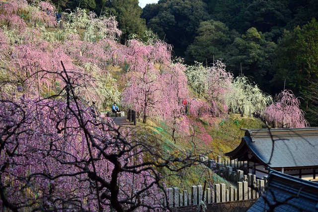 2016.3.5　大縣神社の梅園_f0046614_1502616.jpg