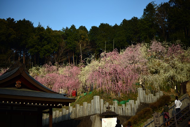 2016.3.5　大縣神社の梅園_f0046614_15121111.jpg