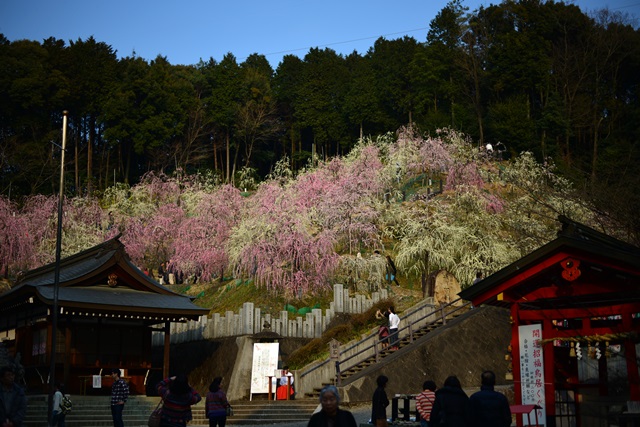 2016.3.5　大縣神社の梅園_f0046614_15121898.jpg