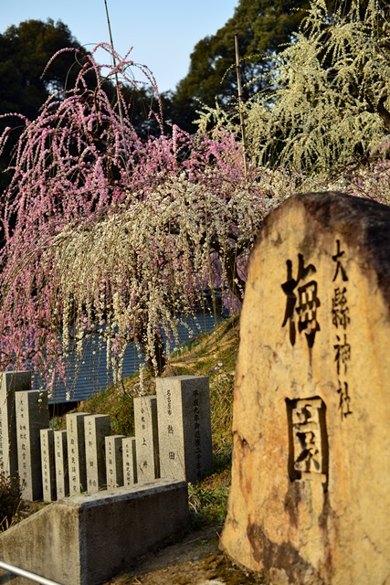 2016.3.5　大縣神社の梅園_f0046614_1545639.jpg