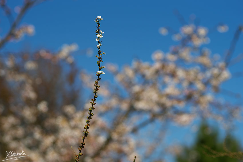 フラワーセンター春の兆し玉縄桜他　No5_f0344614_10453896.jpg