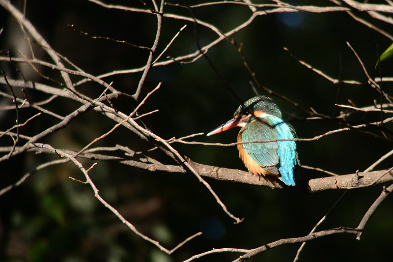 2/27　朝　公園までお散歩_f0051915_6563427.jpg