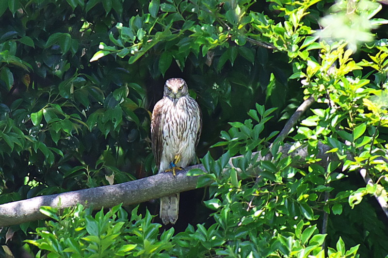 光が丘公園バードサンクチュアリー　ホーク編！_c0158519_16585236.jpg